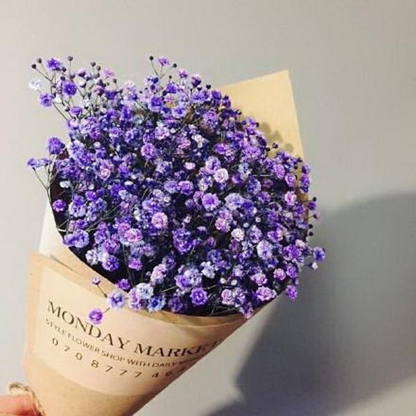 Purple Gypsophila Flower Seeds