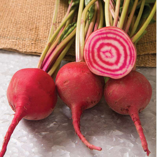 Chioggia Guardsmark Beet Seed