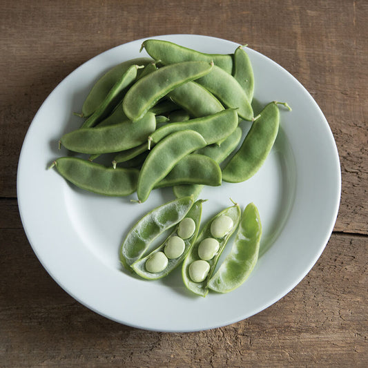 Fordhook Bean Seed