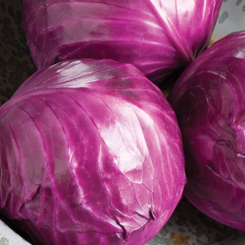 Ruby Perfection (F1) Cabbage Seed