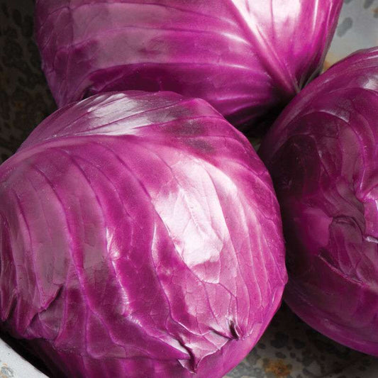 Ruby Perfection (F1) Cabbage Seed