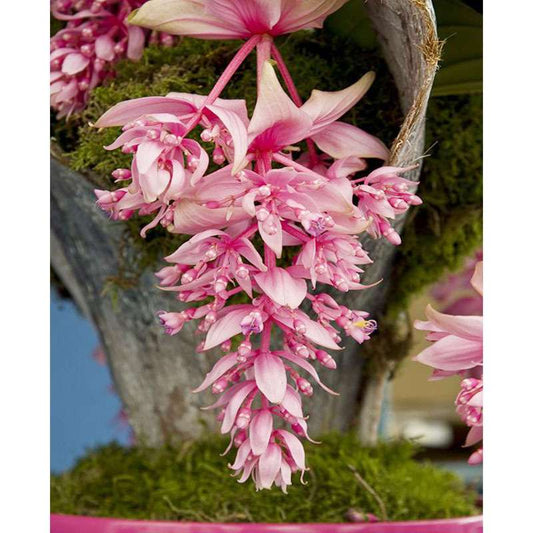 100 PCS Rare Pink Medinilla Magnifica Seeds - Tropical Elegance for Your Home Garden
