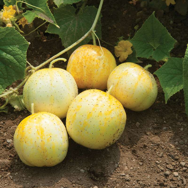 Lemon Organic Cucumber Seed