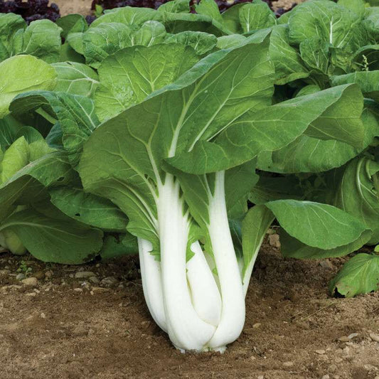 Joi Choi (F1) Green Seed