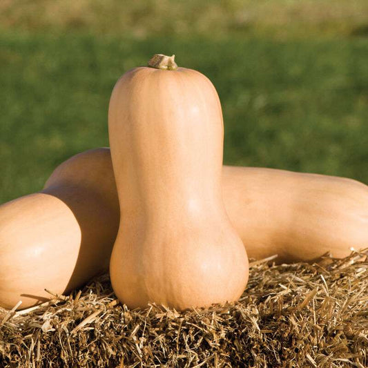 Waltham Butternut Treated Butternut Squash Seed