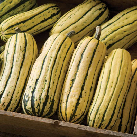 Delicata JS Organic Delicata Squash Seed