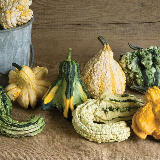 Gremlins Gourd Seed
