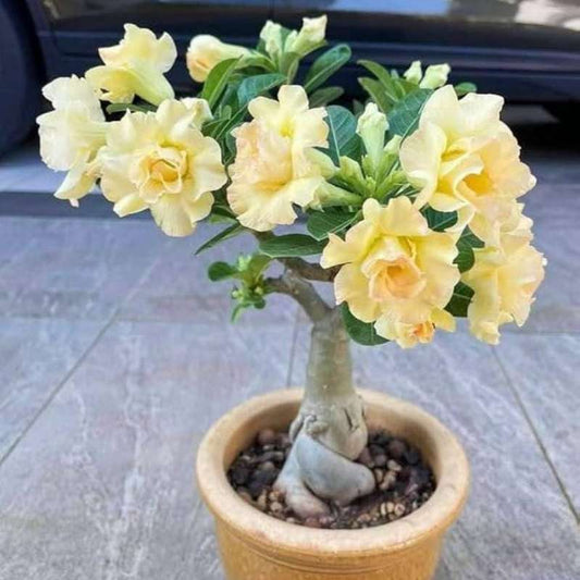 100 PCS Yellow Double Desert Rose Seeds