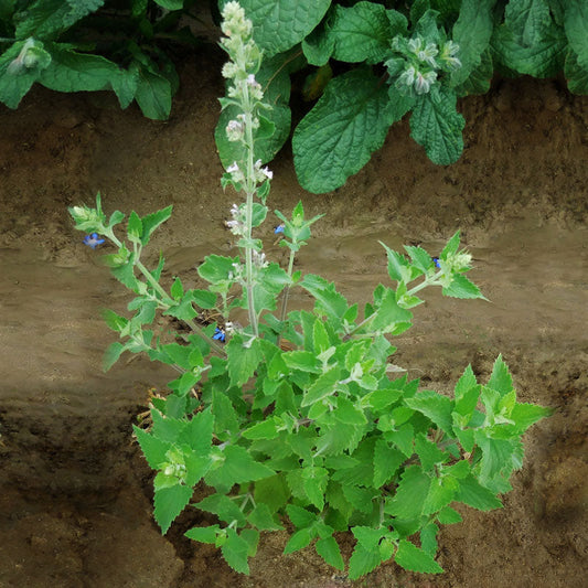 Nepeta Seeds