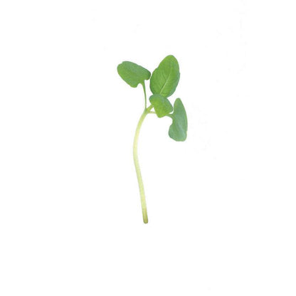 Basil, Italian Large Leaf Microgreen Seed