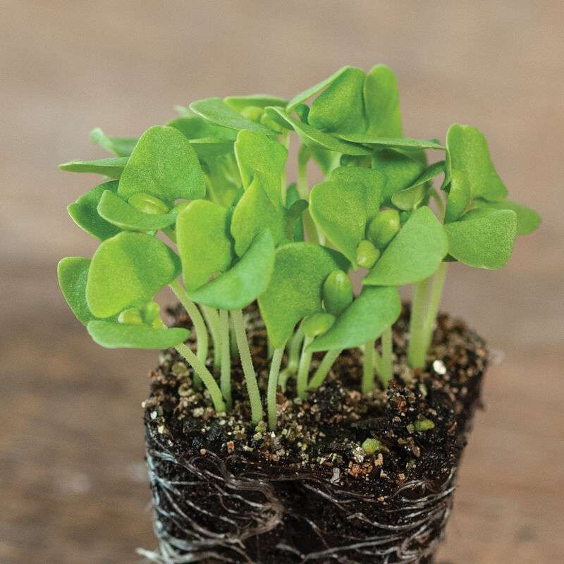 Basil, Italian Large Leaf Microgreen Seed