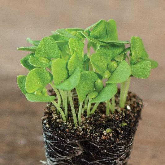 Basil, Italian Large Leaf Microgreen Seed