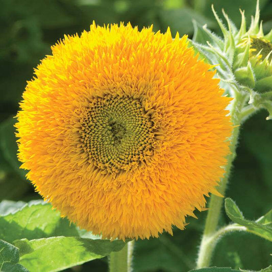 Teddy Bear Sunflower Seed