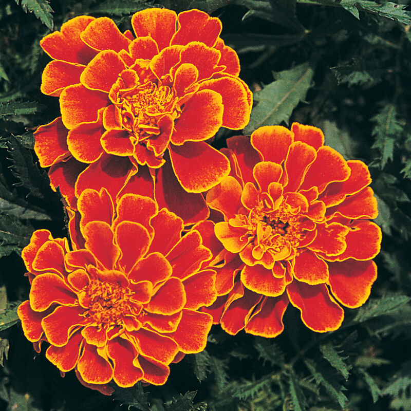 Queen Sophia Marigold Seed