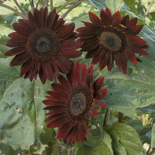 Chocolate Sunflower Seed