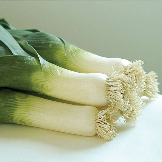 Bandit Organic Leek Seed