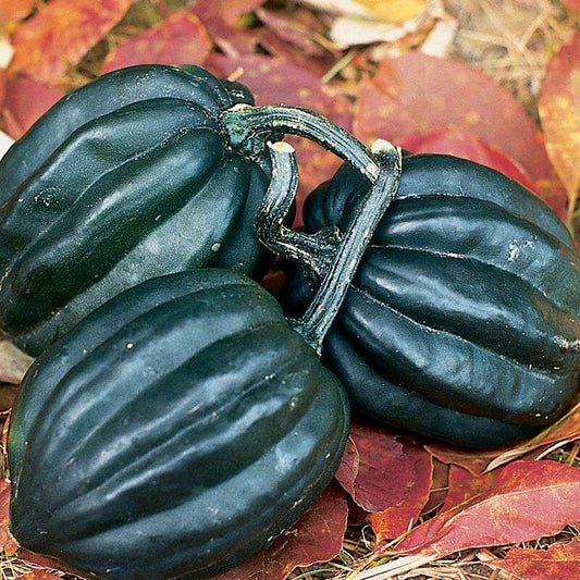 Tuffy Organic Acorn Squash Seed
