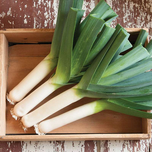 Tadorna Organic Leek Seed