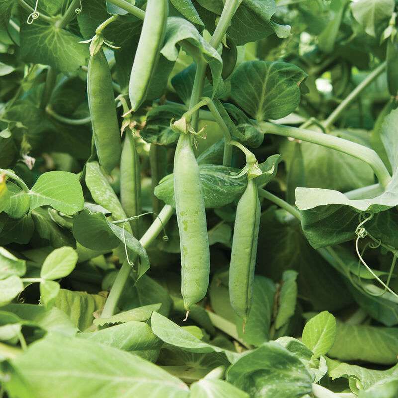 Maxigolt Pea Seed