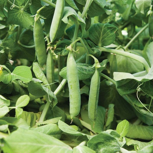 Maxigolt Pea Seed