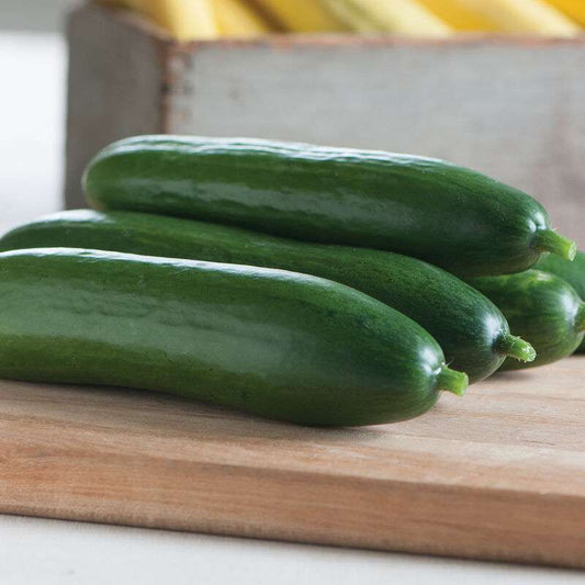 Diva Cucumber Seed