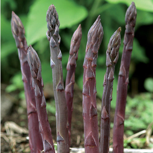 Purple Passion (F1) Asparagus Crowns