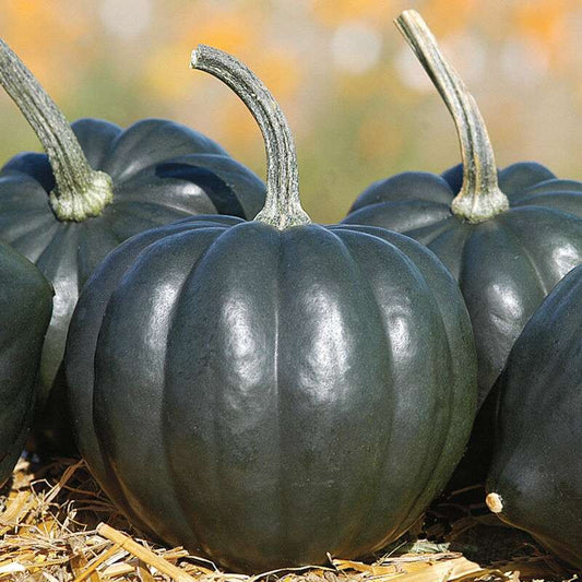 Tiptop PMR Organic (F1) Acorn Squash Seed