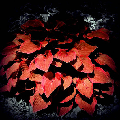 Hosta Flower Seeds Garden Perennials Ornamental