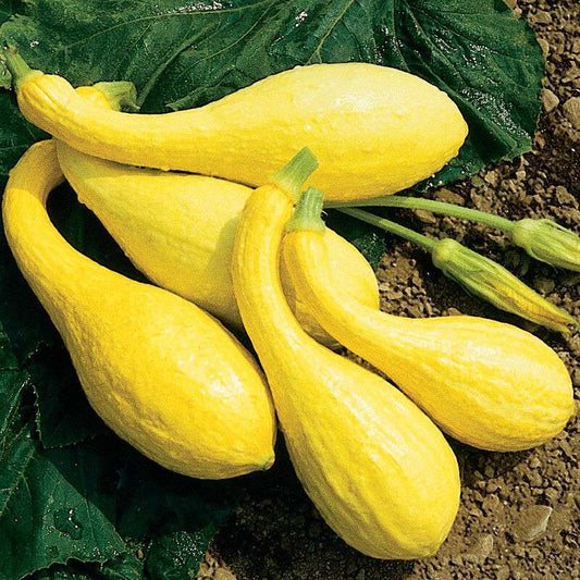 Yellow Crookneck Organic Yellow Summer Squash Seed