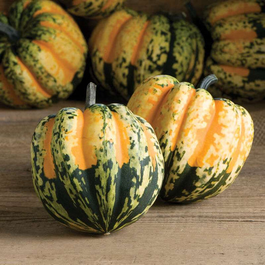 Carnival (F1) Pumpkin Seed