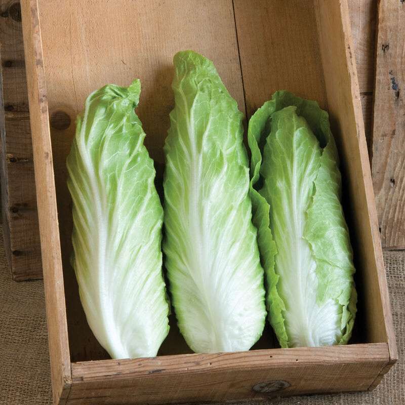 Virtus Organic (F1) Radicchio Seed