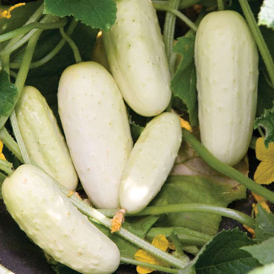 Salt and Pepper Organic Cucumber Seed