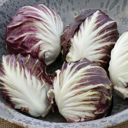 Leonardo Organic (F1) Radicchio Seed