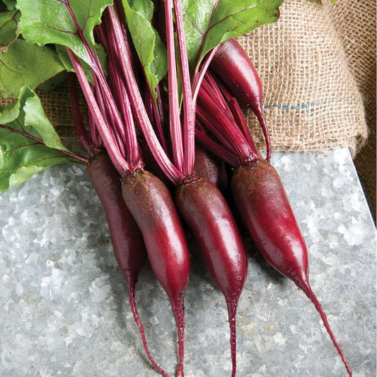 Cylindra Beet Seed