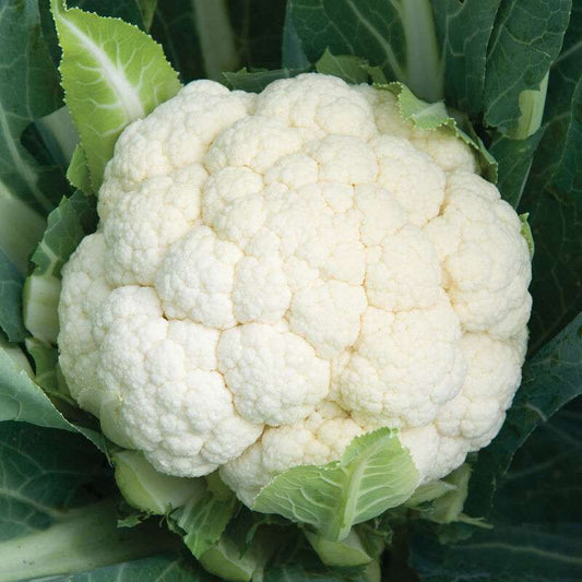 Skywalker Organic (F1) Cauliflower Seed