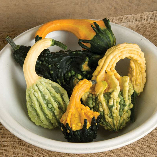 Autumn Wings Blend Gourd Seed