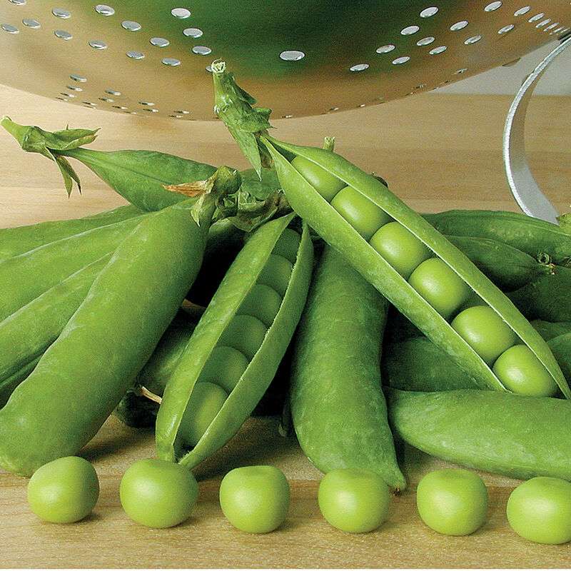 Premium Pea Seed
