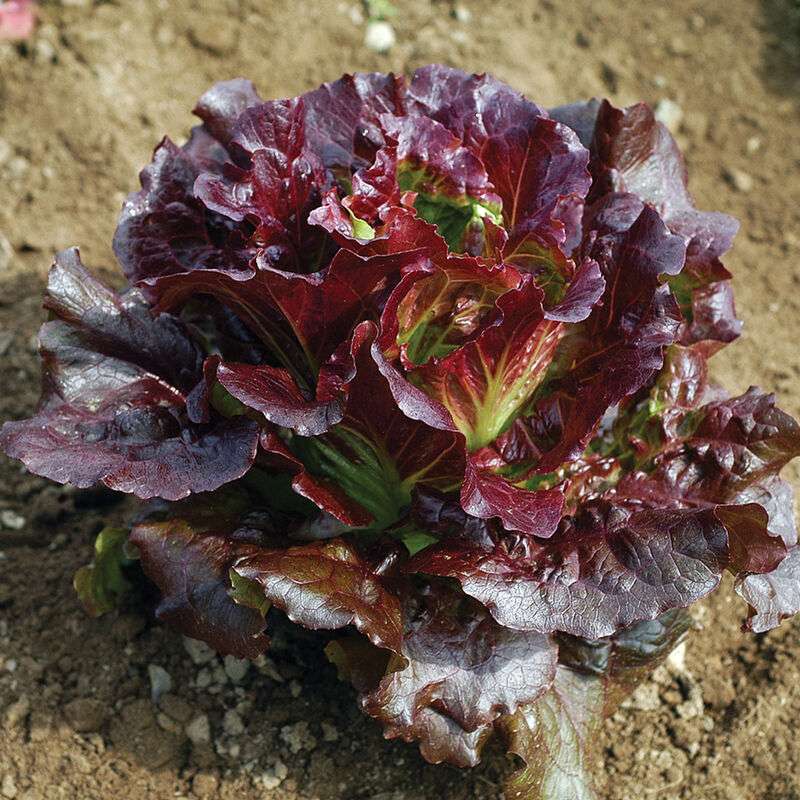 Cherokee Lettuce Seed