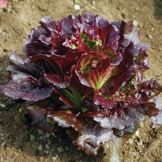 Cherokee Lettuce Seed