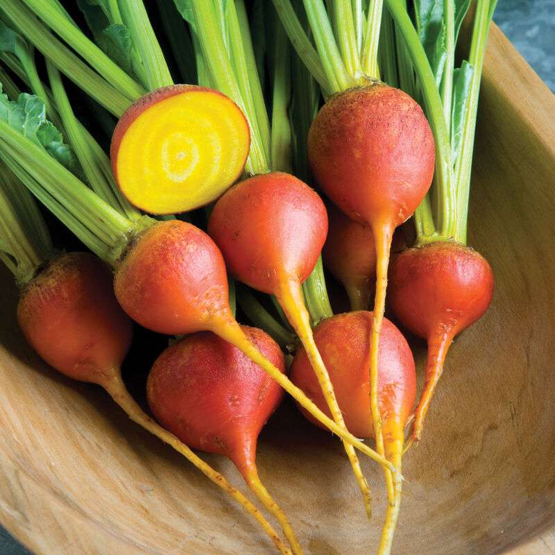 Touchstone Gold Beet Seed
