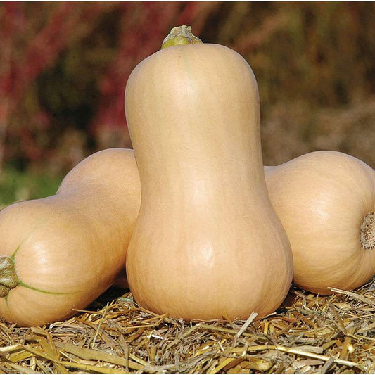 Metro PMR (F1) Butternut Squash Seed