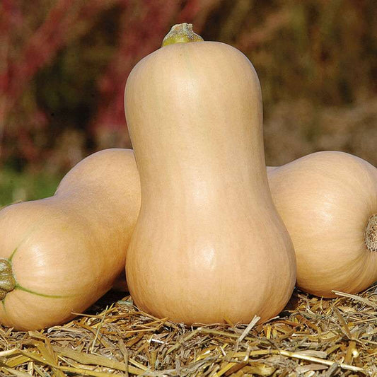 Metro PMR Organic (F1) Butternut Squash Seed