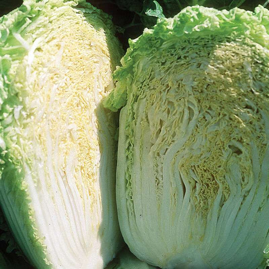 Minuet (F1) Chinese Cabbage Seed