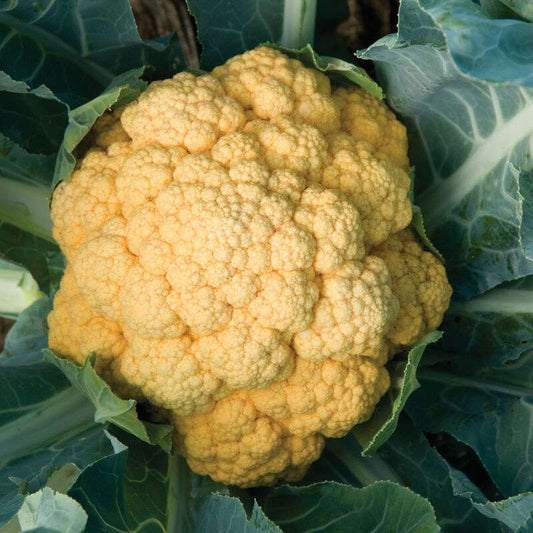 Cheddar (F1) Cauliflower Seed