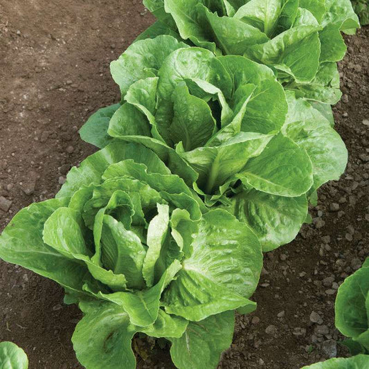 Coastal Star Organic Pelleted Lettuce Seed