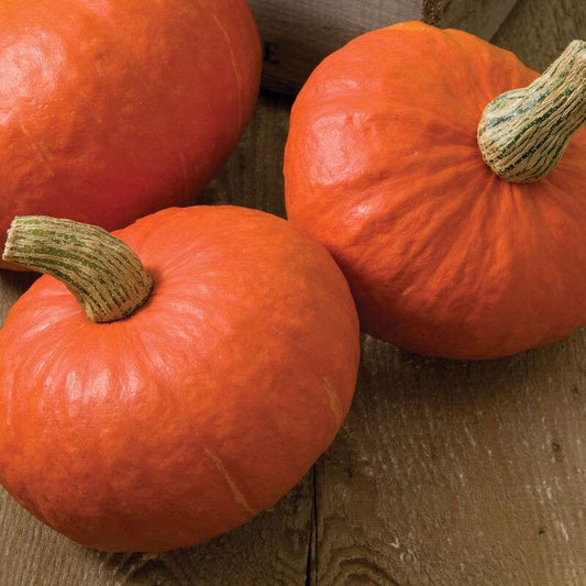 Sunshine Treated (F1) Kabocha Squash Seed