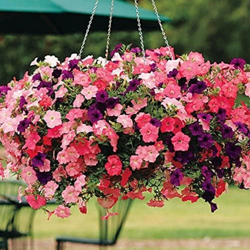 1000Pcs Easy Wave Rose Fusion Petunia Seeds