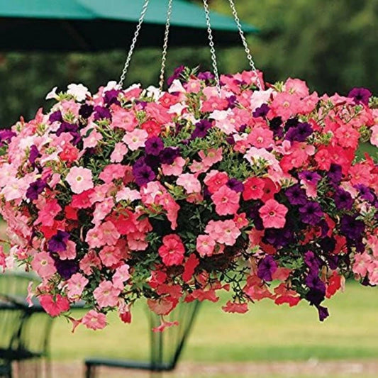 1000Pcs Easy Wave Rose Fusion Petunia Seeds