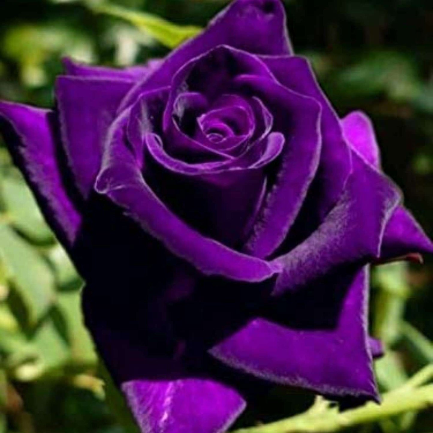 Purple Rose Seed Pack - Vibrant Beauty for Your Garden - 100 PCS