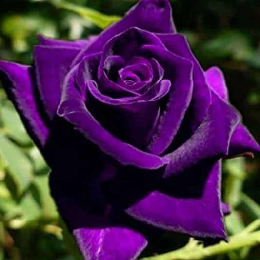 Purple Rose Seed Pack - Vibrant Beauty for Your Garden - 100 PCS